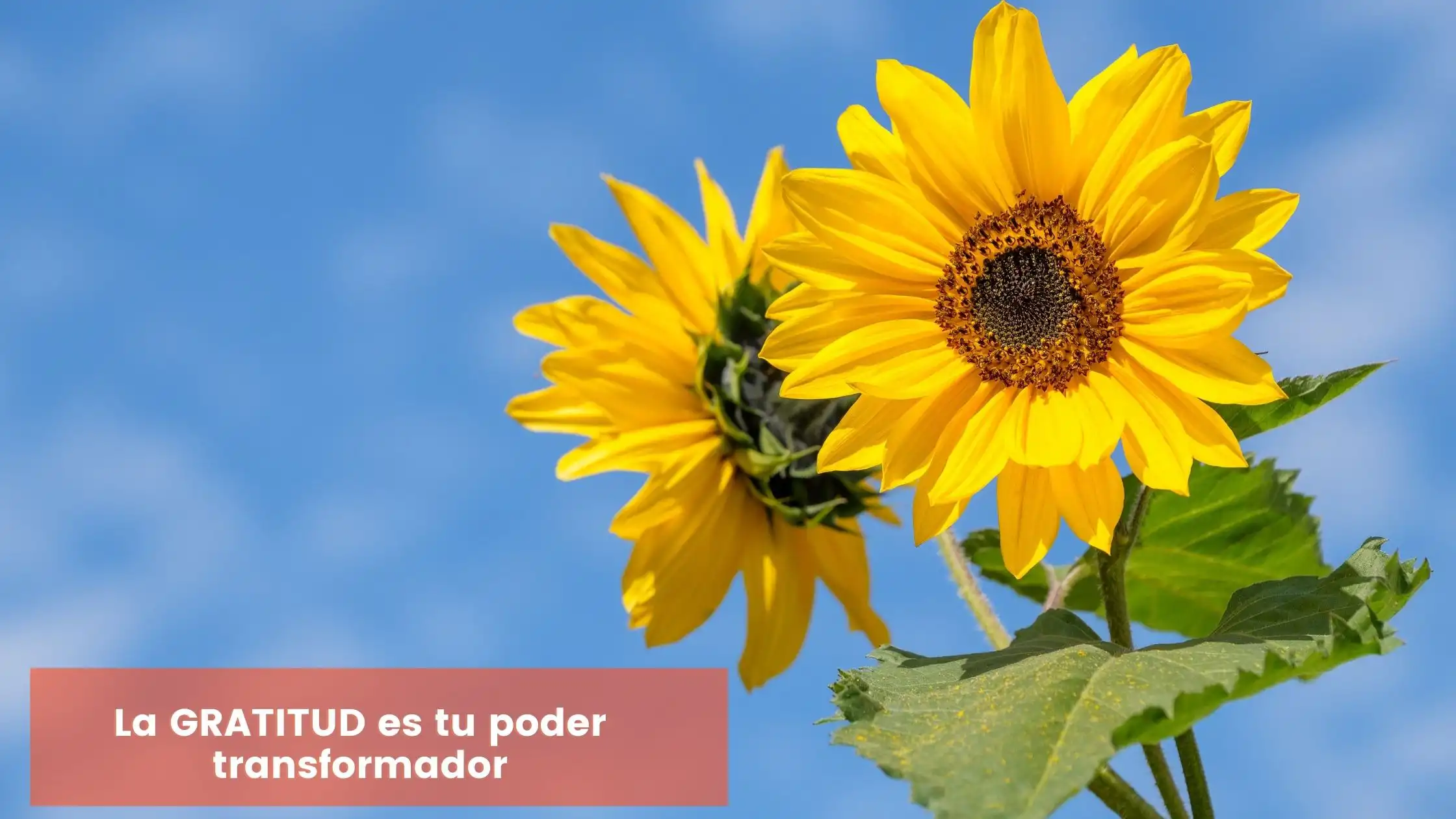 Dra. Mónica consulta